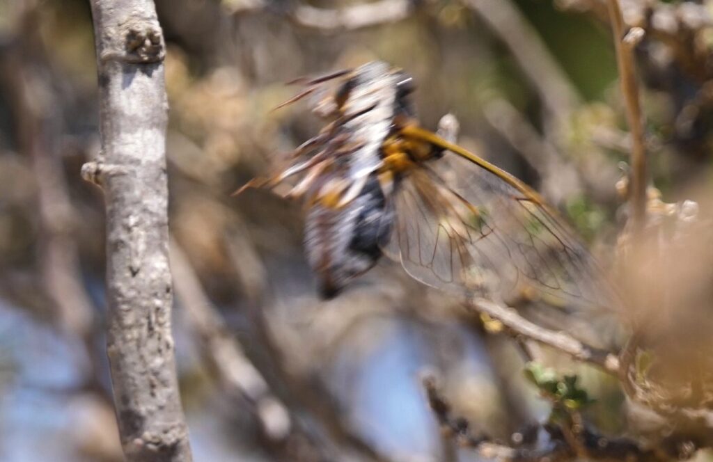 cicada 180° shutter speed rule 24 fps motion blur